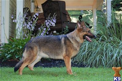 German Shepherd